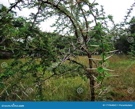 thorn pic|trees with long thorns pictures.